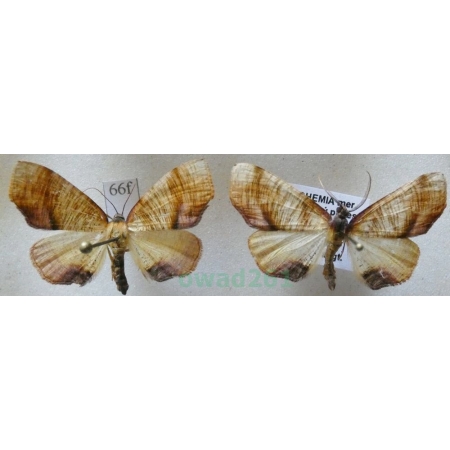 Plagodis dolabraria (Linnaeus, 1767) pair Nakreślik dębowiec Czech66f